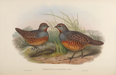 Bambusicola Sonorivox = Bambusicola Thoracicus Sonorivox